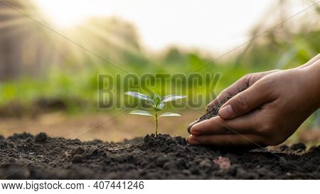 Tree Planting And Tree Planting, Including Planting Trees By Farmers By Hand, Plant Growth Ideas.