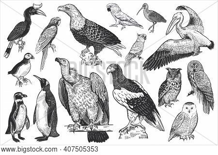 Birds Of Wildlife Set. Eagles, Owls, Parrots, Pelican, Penguins, Ibis, Puffin Isolated On White Back