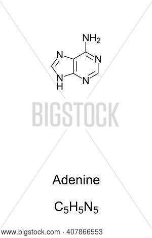 Adenine, A, Ade, Chemical Formula And Skeletal Structure. Nucleobase And A Purine Derivative, One Of