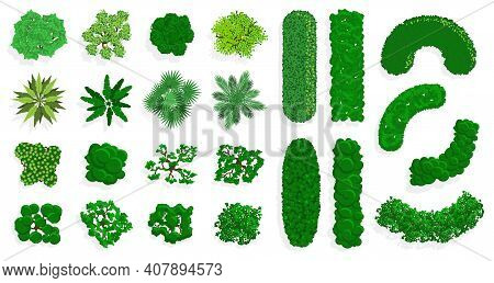 Top View Bushes And Trees. Green Forest Or Park Planting, Green Fences, Bushes And Trees View Above.