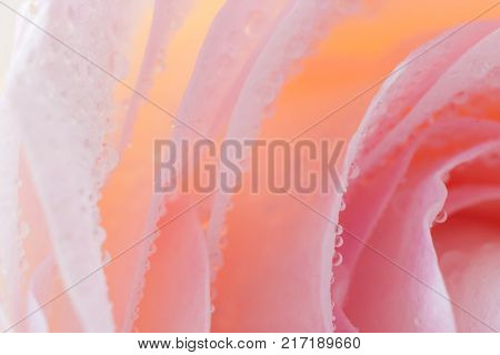 Floral blurred background with rich palette of colors . Close-up ribs of petals of delicate pale pink rose strewned with drops of water .