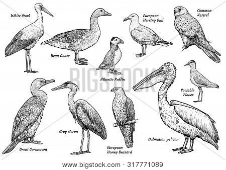 Collection Of Birds Illustration, Drawing, Engraving, Ink, Line Art, Vector