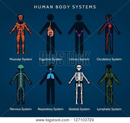 Human Body Anatomy. Body systems. Skeletal and muscular, nervous ans circulatory, lymphatic and digestive systems. Vector illustration