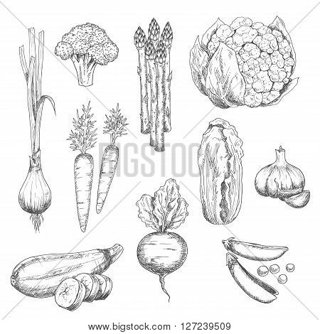 Organically grown fresh vegetables sketch for healthy vegetarian food or agriculture design with sweet crunchy carrots, peas and beet, spicy garlic and green onion, juicy asparagus, cauliflower and zucchini, ripe broccoli and chinese cabbage vegetables