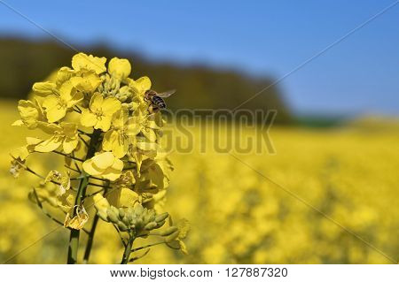 Field with rape (Brassica napus) (Brassica napus)