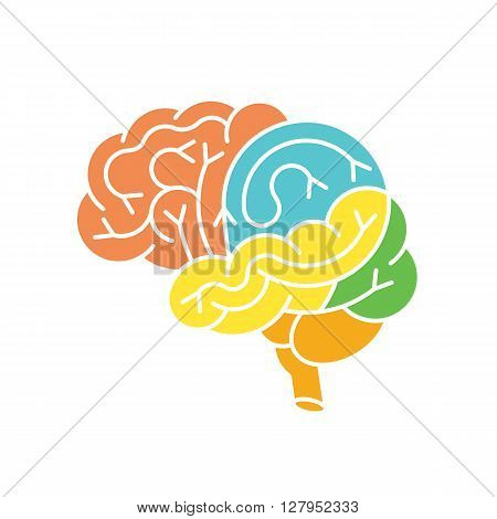 Human brain anatomy structure. Human brain anatomy illustration. Vector human brain anatomy in flat style easy recolor. Structure of human brain section.