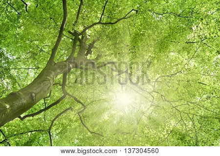 Beech tree and sun. View up to the tree top of a beech tree. Low angle view of a tree in a mixed forest in springtime with bright sun or sunbeam.