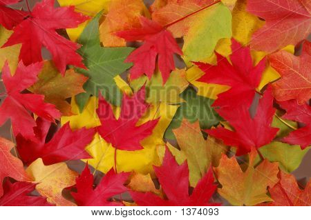 Feuilles d'automne