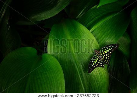 Graphium agamemnon on green leaf, close-up.