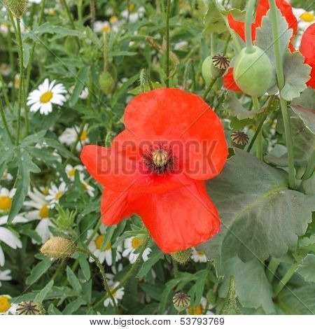 Papaver Flower