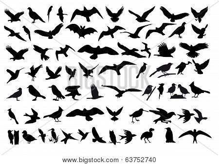 Birds vector