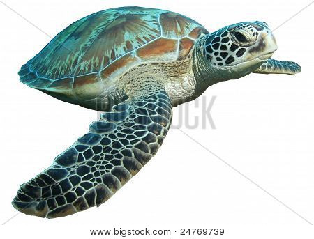 green turtle (Chelonia mydas) isolated on white background