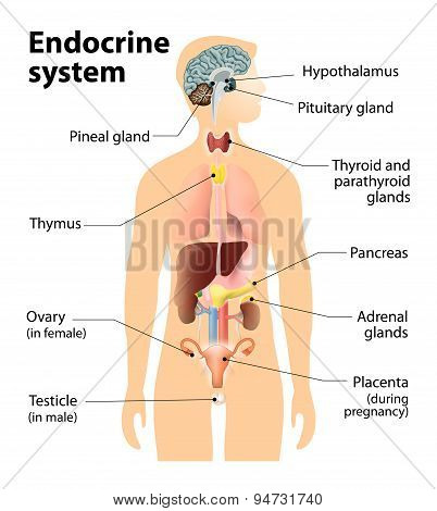 Endocrine System