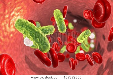 Sepsis, bacteria in blood. 3D illustration showing rod-shaped bacteria in blood with red blood cells and leukocytes