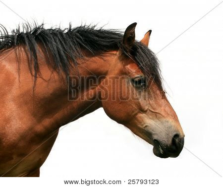 closeup of a horse