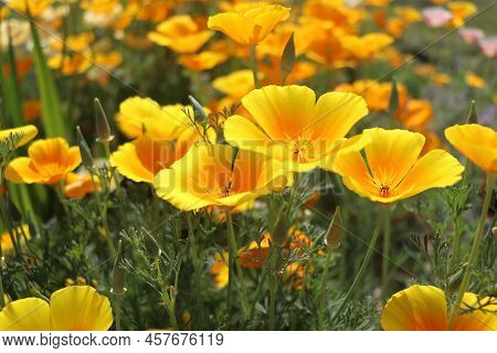 Summer Backgroung. Flowers Of Eschscholzia Californica Or Golden Californian Poppy, Cup Of Gold, Flo