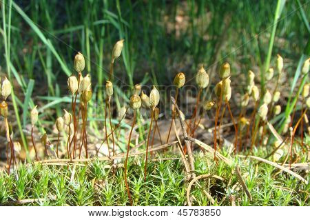 Comuna de Polytrichum