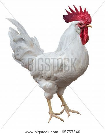 White Rooster