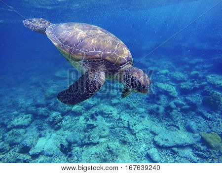 Sea turtle in blue water sea turtle diving picture summer holiday in tropical sea snorkeling with turtle image lovely sea turtle in ocean big green shell turtle rare species of sea ecosystem