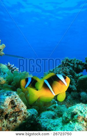 Red Sea Anemonefish