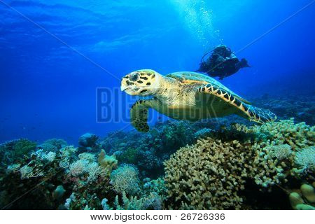 Female Scuba Diver takes a photograph of a Hawksbill Sea Turtle swimming over a coral reef