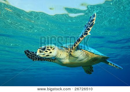 Hawksbill Sea Turtle in clear blue water