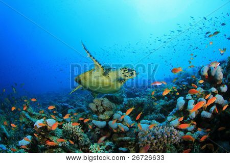 Hawksbill Sea turtle (Eretmochelys imbricata) swims over coral reef