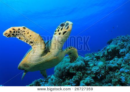 Hawksbill Sea Turtle swims over coral reef in the Red Sea, Egypt