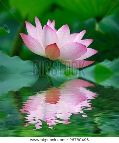 schöne Lotus mit Wasser Reflexion.