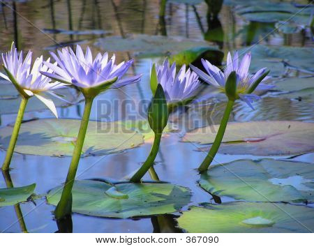 Lotus-Blüten