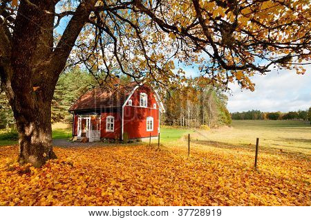 Red Swedish House Amongst Autumn Leaves