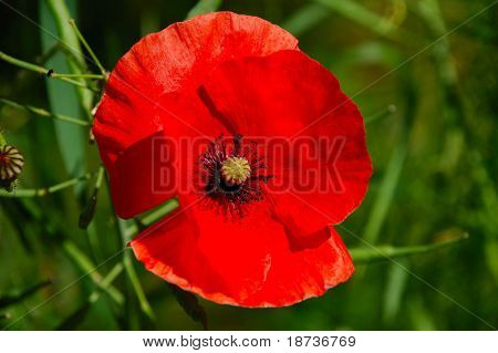 red poppy flowers - Papaveraceae Papaver rhoeas