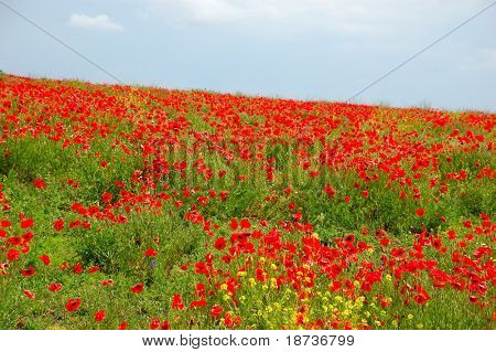 red poppy flowers - Papaveraceae Papaver rhoeas