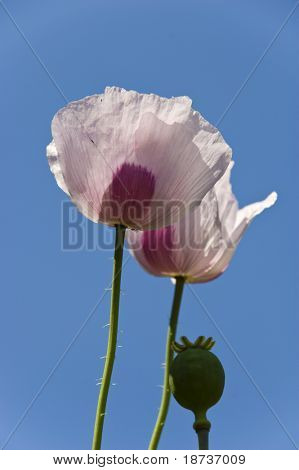 poppy flowers - Papaveraceae Papaver rhoeas