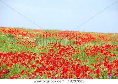 red poppy flowers - Papaveraceae Papaver rhoeas