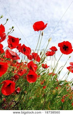 red poppy flowers - Papaveraceae Papaver rhoeas