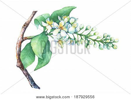 Blooming branch bird cherry, Prunus padus. Hand drawn watercolor painting on white background.