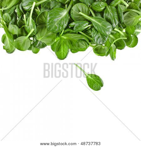 border of fresh green leaves spinach or pak choi isolated on a white background 