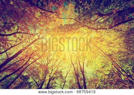 Autumn, fall trees. Sun shining through colorful leaves. Vintage photograph style