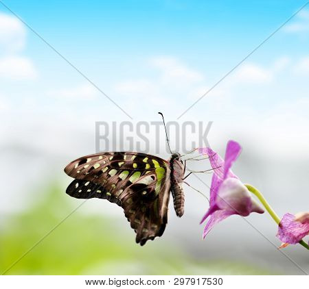 Tropical Butterfly Tailed Green Jay (graphium Agamemnon) On A Orchid Flower. Swallowtail Living In S