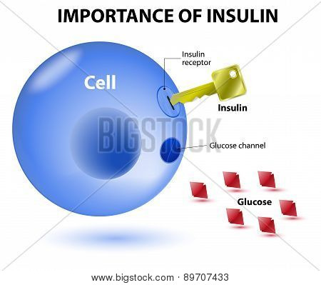 How Does Insulin Work