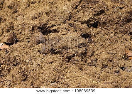 Natural Fertilizer From Cow Dung (cattle Manure).