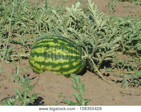 Watermelon Plant