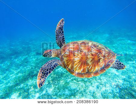 Sea turtle swims in sea water. Big green sea turtle closeup. Wildlife of tropical coral reef. Tortoise undersea. Tropic seashore ecosystem. Big turtle in blue water. Aquatic animal underwater photo