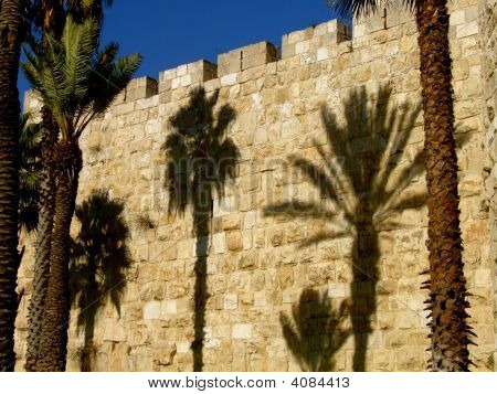 Jerusalem Palm