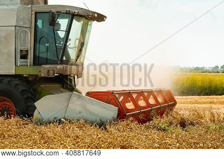 Rotary Straw Walker Cut And Threshes Ripe Wheat Grain. Man In Combine Harvesters With Grain Header, 