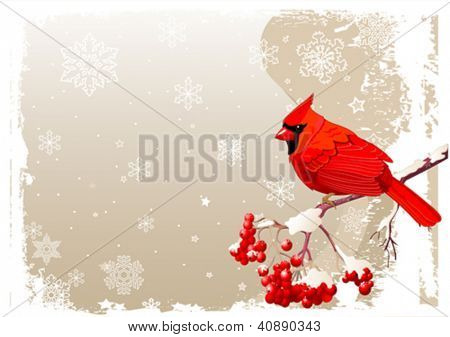 Red Cardinal bird sitting on mountain ash branch