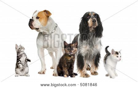 Groupe d'animaux de compagnie : Chiens et chats