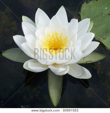 Water Lily