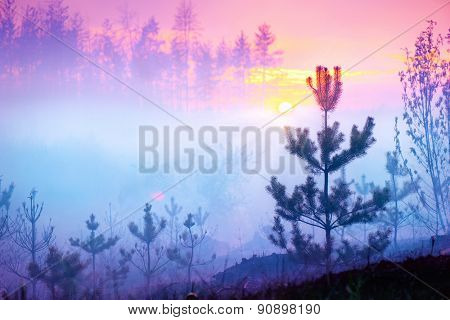 Beautiful Nature Sunrise Foggy Landscape. Misty Forest. Spring Nature. Park with Trees. Tranquil Background